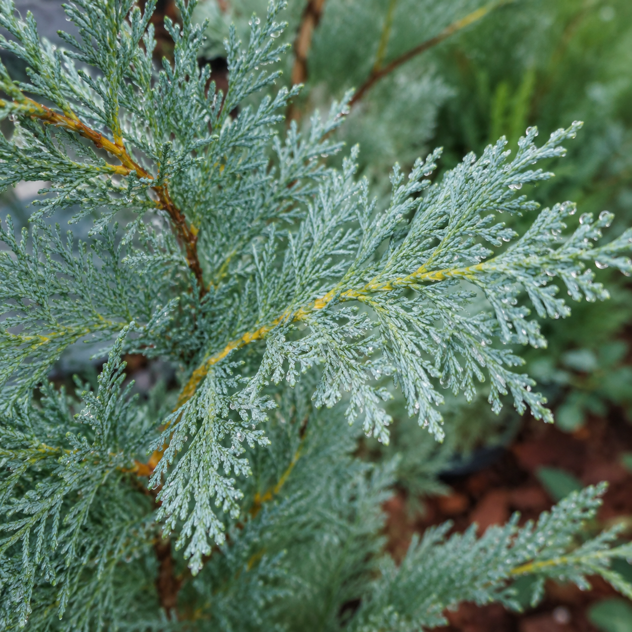 Cupressocyparisxleylandii_BlueJeans_Nadeln