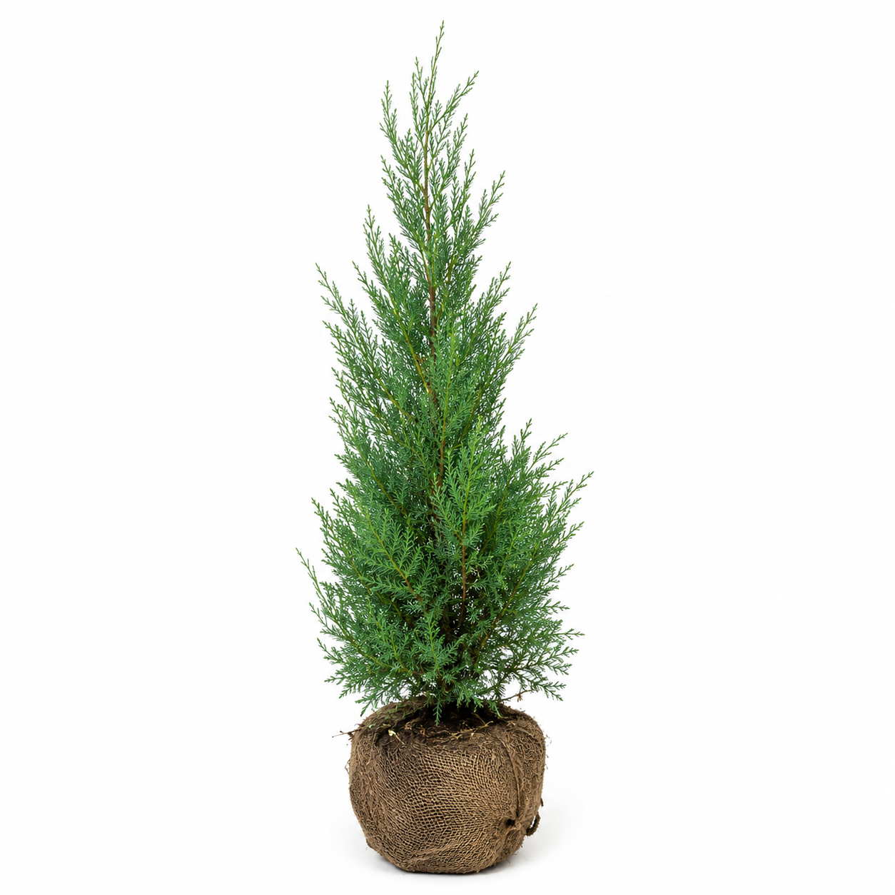 Cupressocyparisxleylandii_BlueJeans_freigestellt