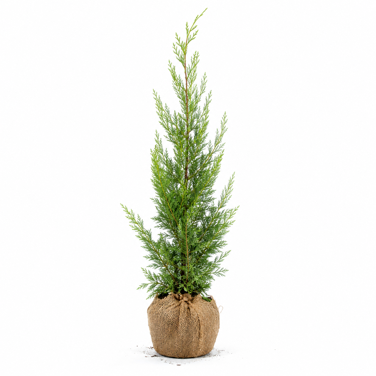 Cupressocyparisxleylandiifreigestellt