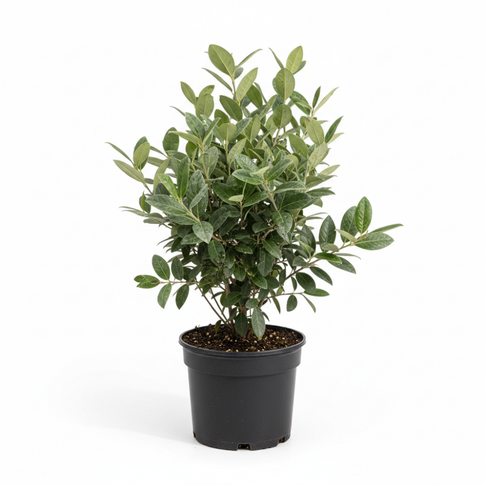Elaeagnus Ebbingei 2