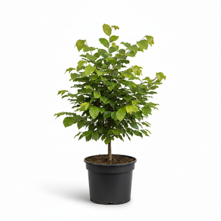 40-60 cm - 2 Liter Topf