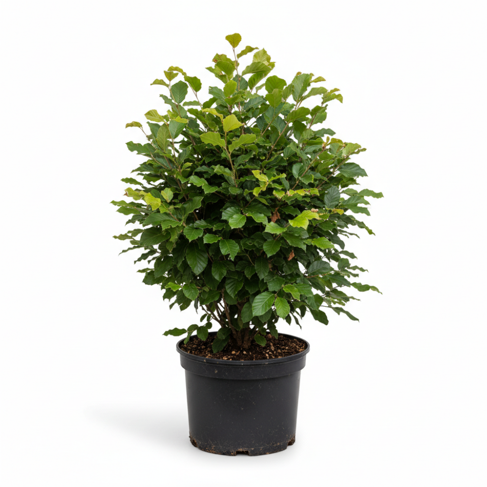 Fagus sylvatica 2