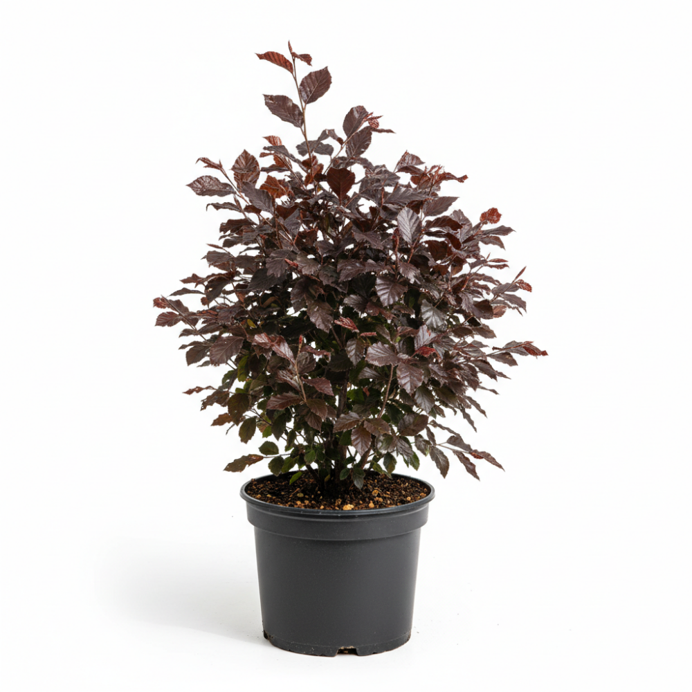 Fagus sylvatica pupurea 1