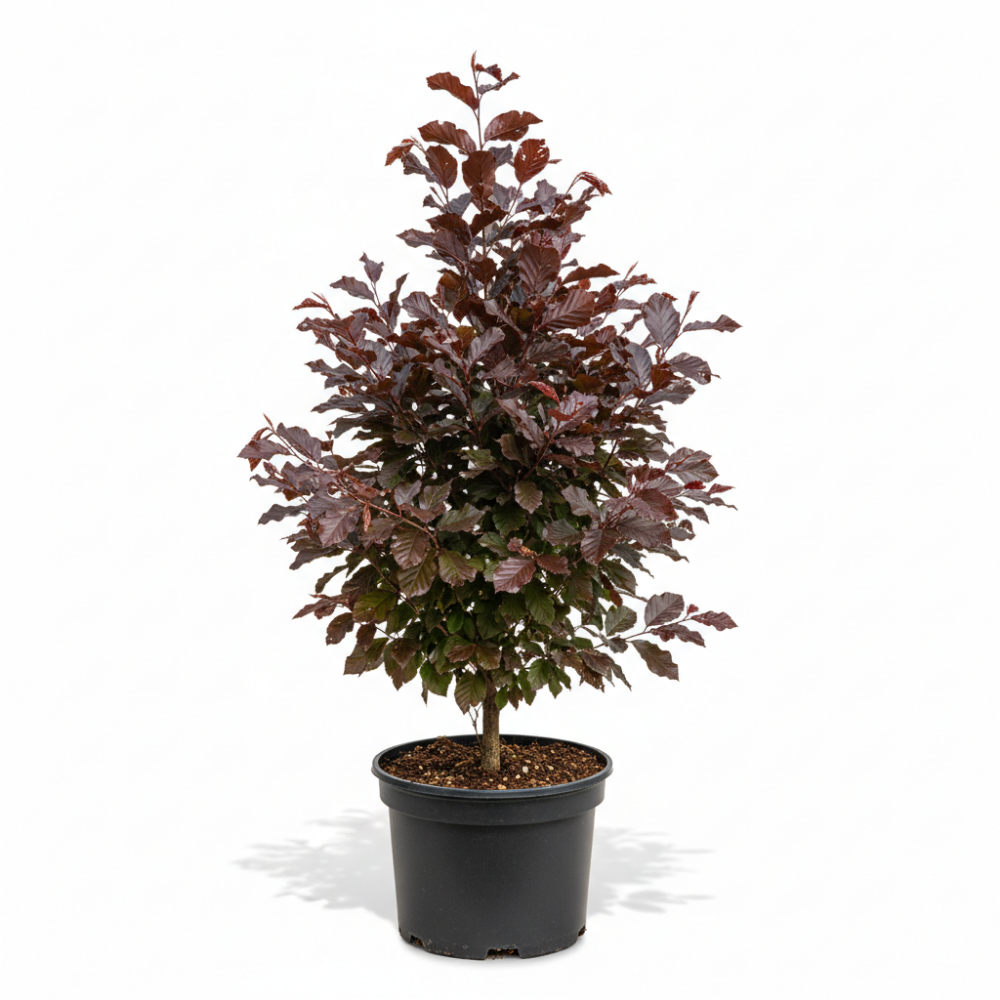 Fagus sylvatica pupurea 2