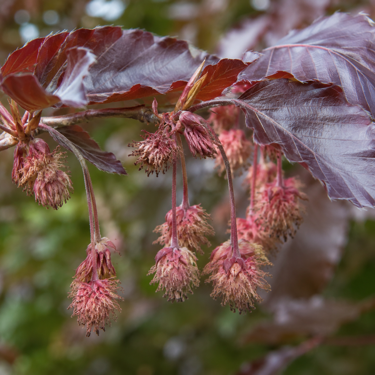 Fagussylvaticaf.purpurea_Purpurea_Frucht