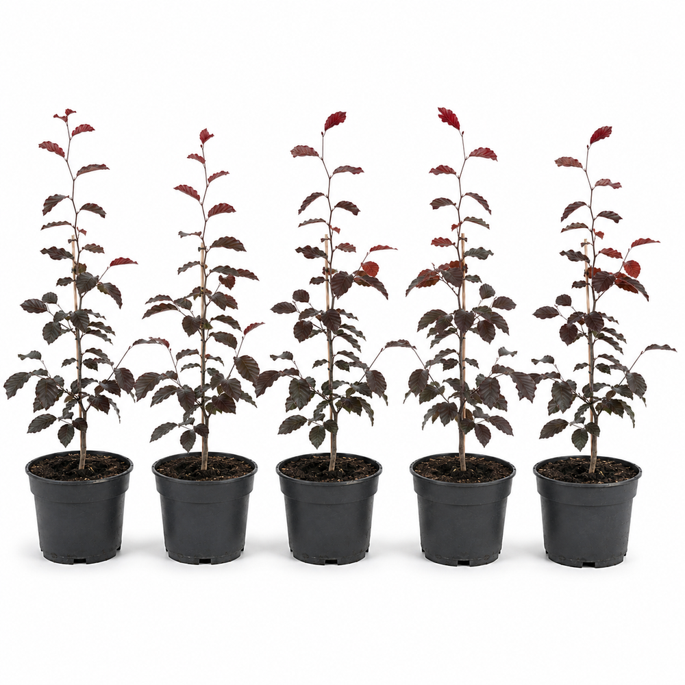 Fagussylvaticaf.purpurea_Purpurea_HeckeGruppe