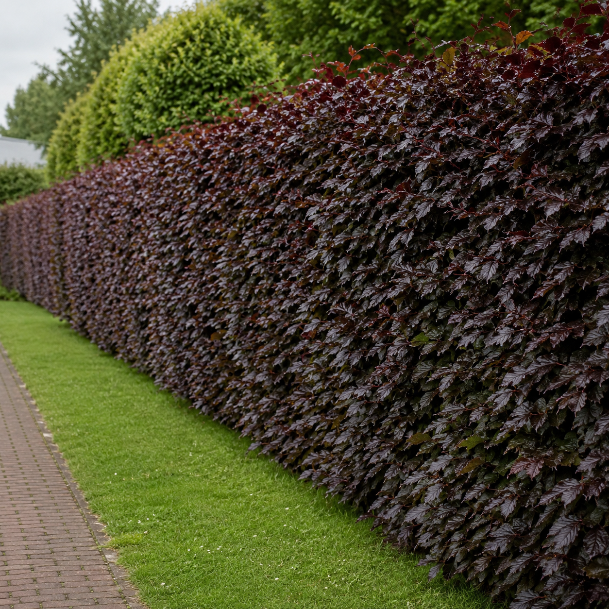 Fagussylvaticaf.purpurea_Purpurea_alteHecke