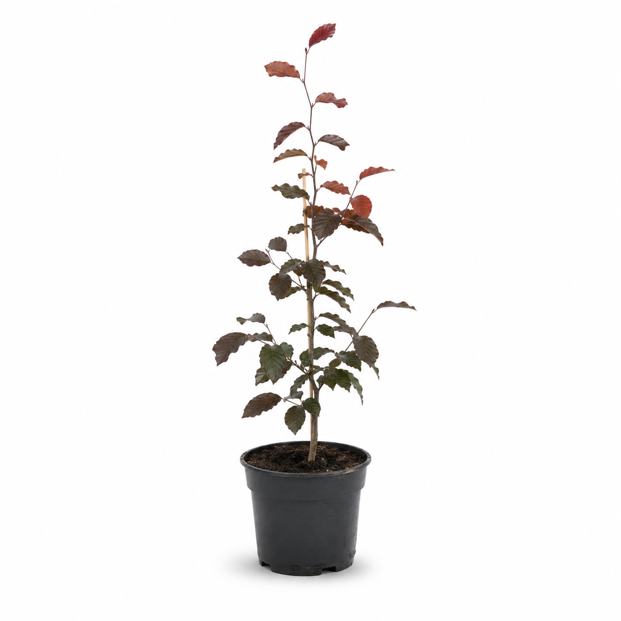 Blutbuche - Purpurea