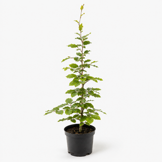 40-60 cm - 2 Liter Topf
