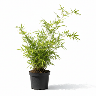 40-60 cm - 2 Liter Topf
