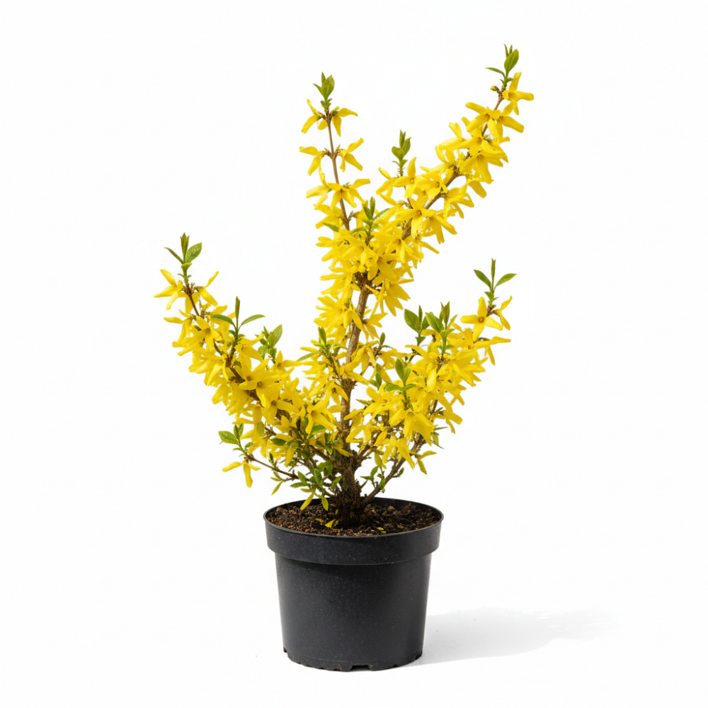 Forsithia x intermedia Spectabilis 1