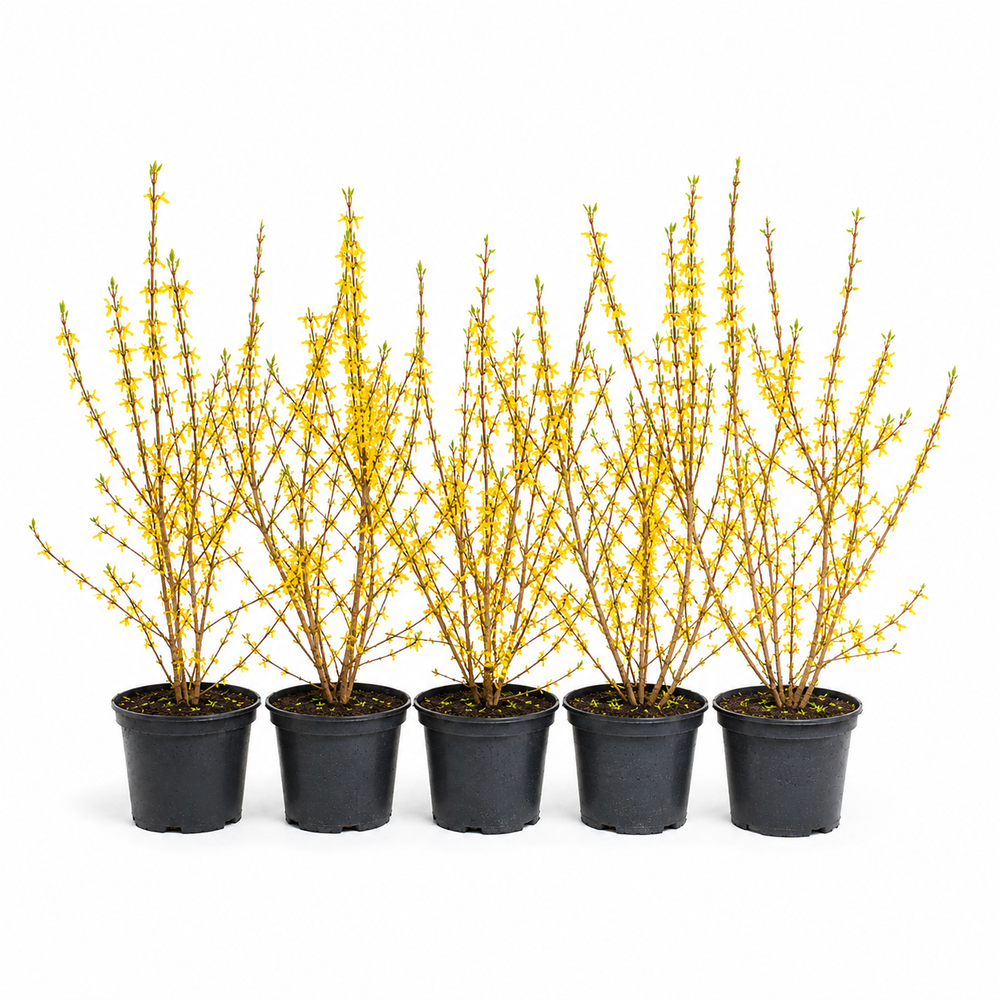 Forsythiaxintermedia_Spectabilis_HeckeGruppe