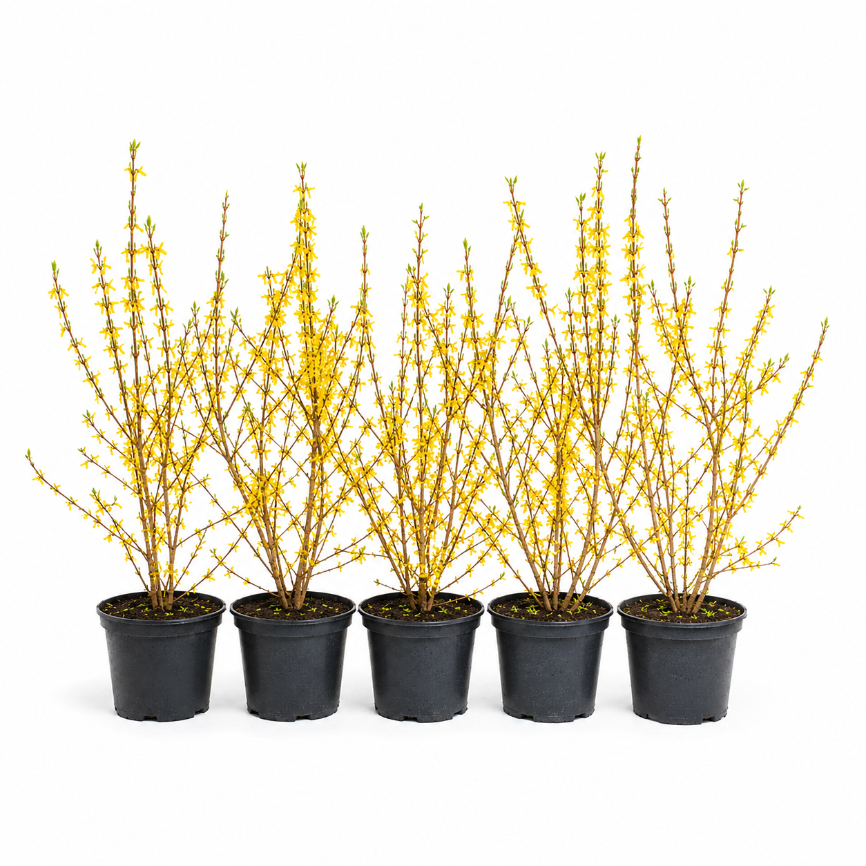 Forsythiaxintermedia_Spectabilis_HeckeGruppe