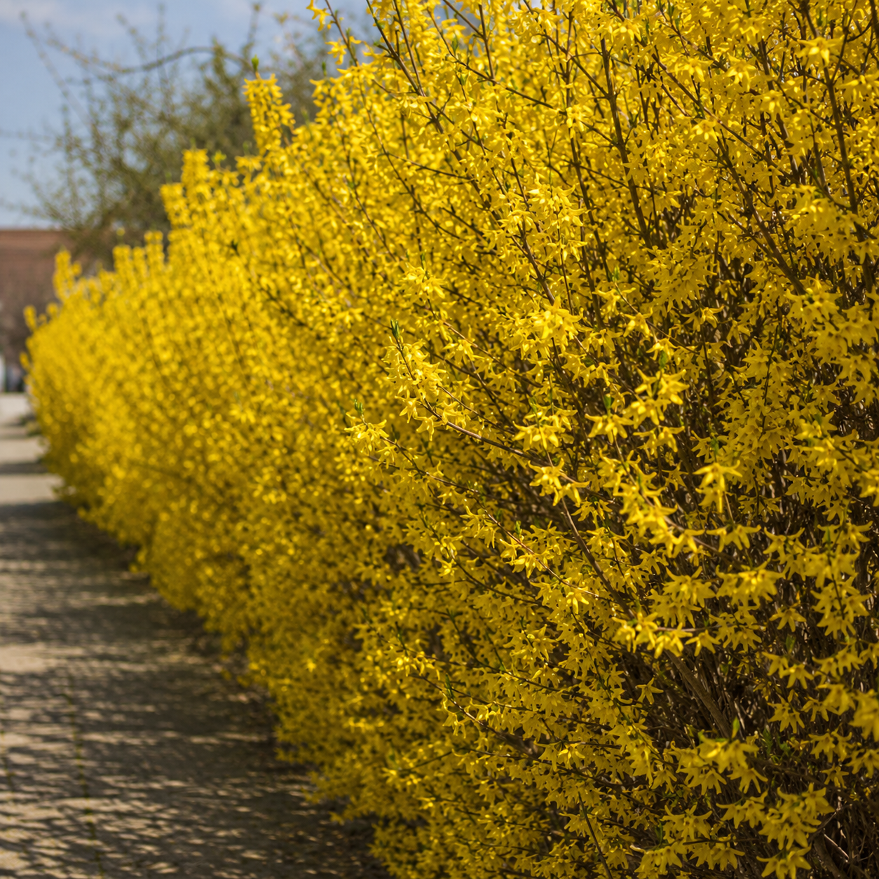 Forsythiaxintermedia_Spectabilis_alteHecke