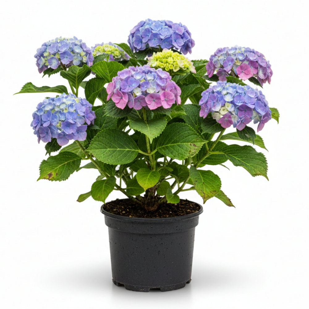 Hydrangea macrophylla 1