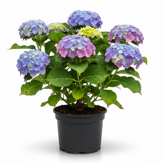40-60 cm - 2 Liter Topf
