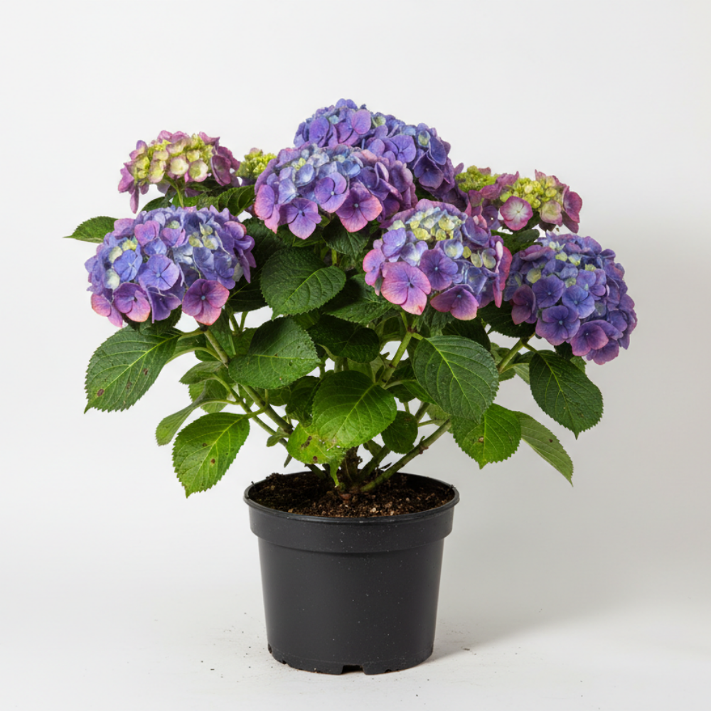 Hydrangea macrophylla 2
