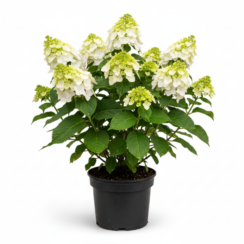 Hydrangea paniculata 1