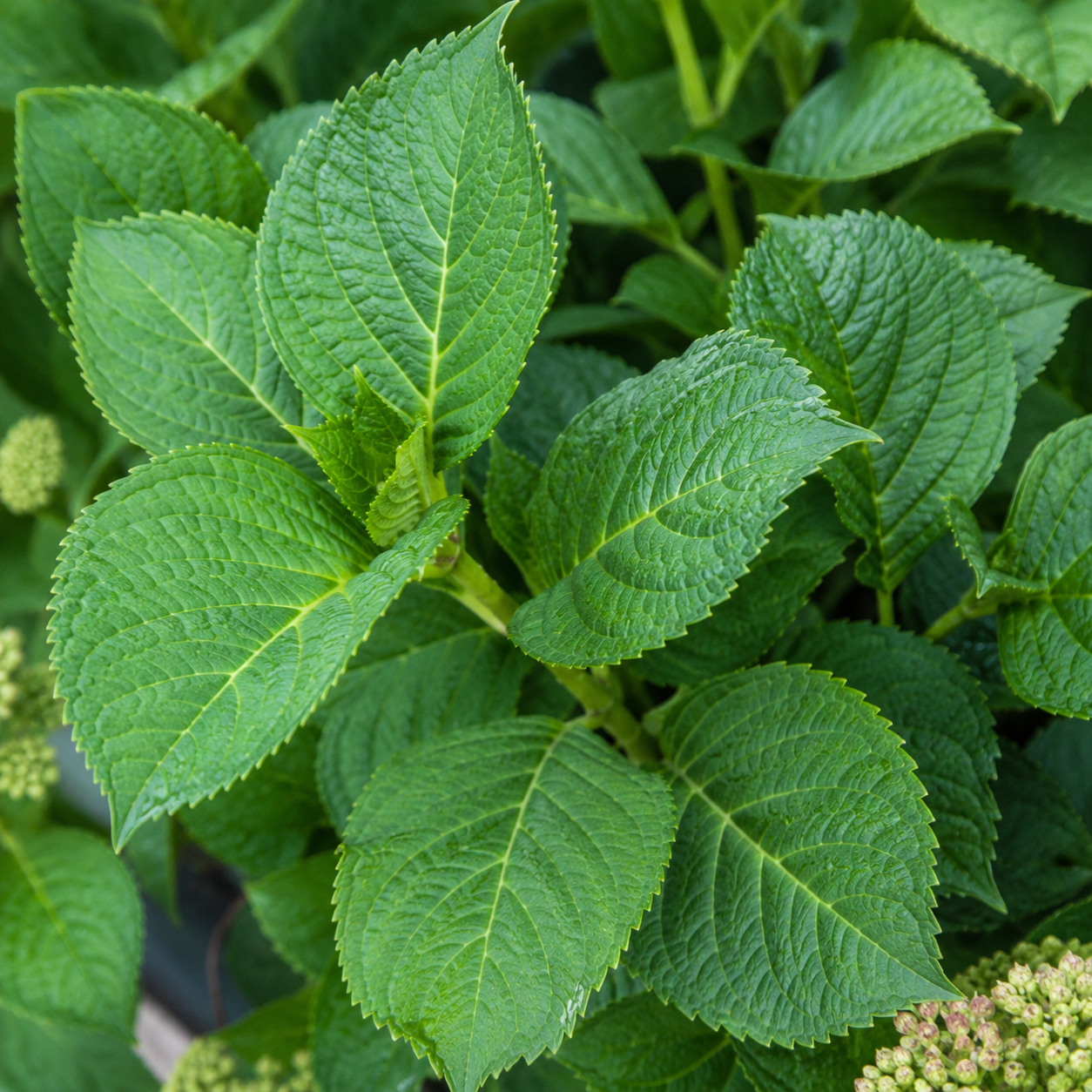 HydrangeamacrophyllaBlaetter