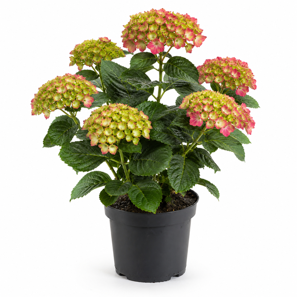 Bauernhortensie
