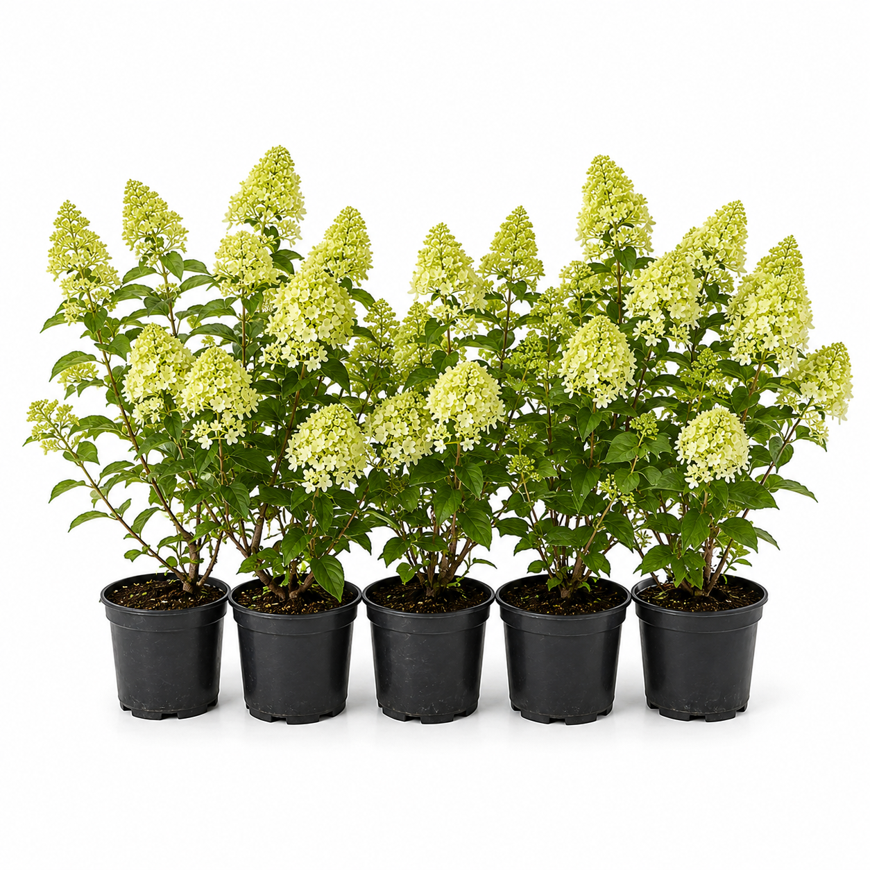 HydrangeapaniculataHeckeGruppe