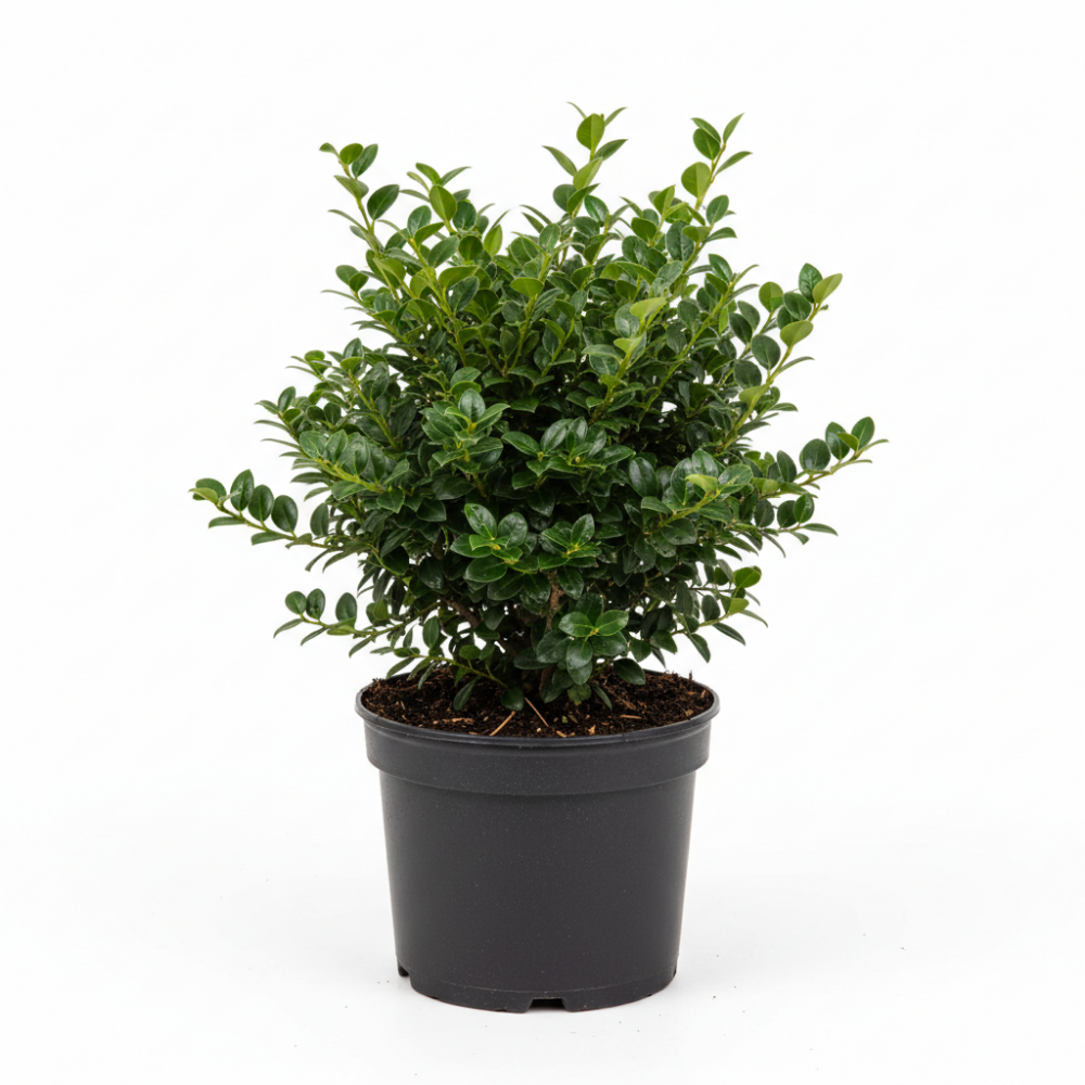Ilex crenata 2
