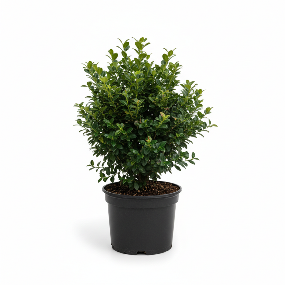 Ilex crenata 3