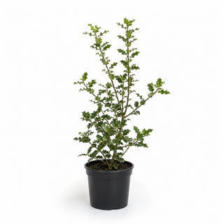 40-60 cm - 2 Liter Topf