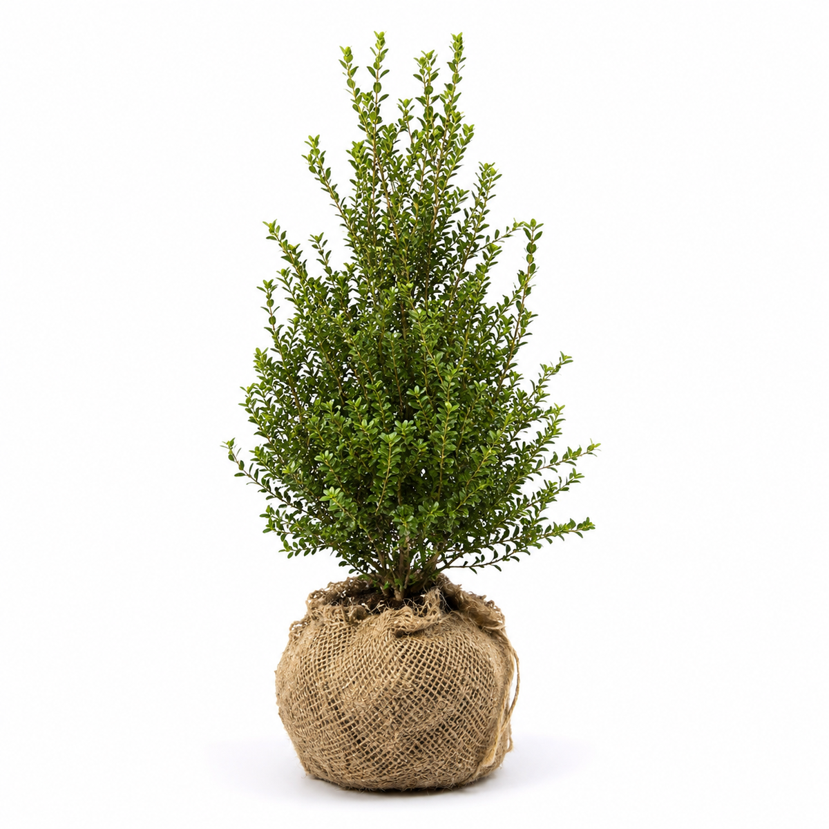 Japanische Stechpalme - Ilex crenata