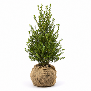 40-60 cm - 2 Liter Topf