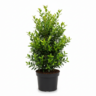 40-60 cm - 2 Liter Topf