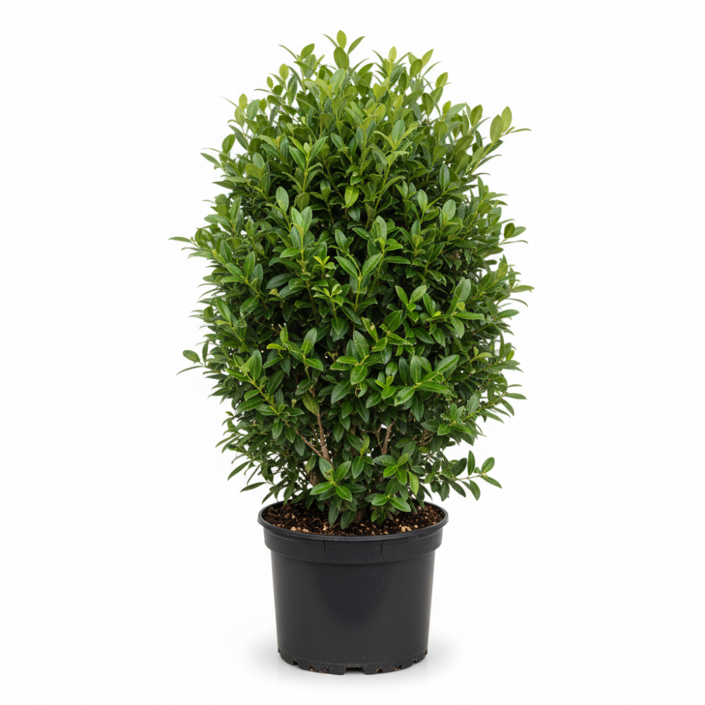 Ligustrum ovalifolium 2