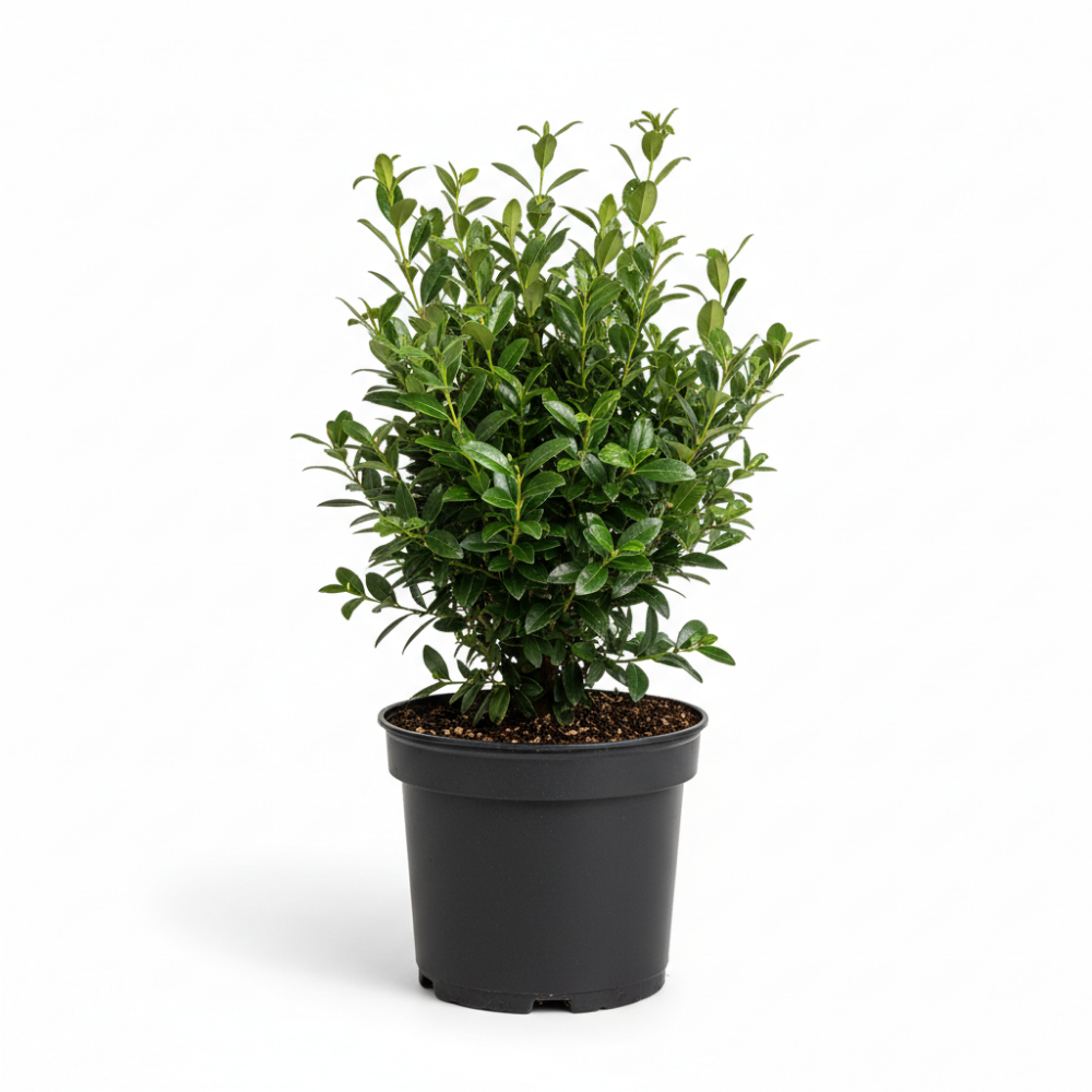 Ligustrum vulgare Atrovirens 1