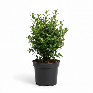 40-60 cm - 2 Liter Topf