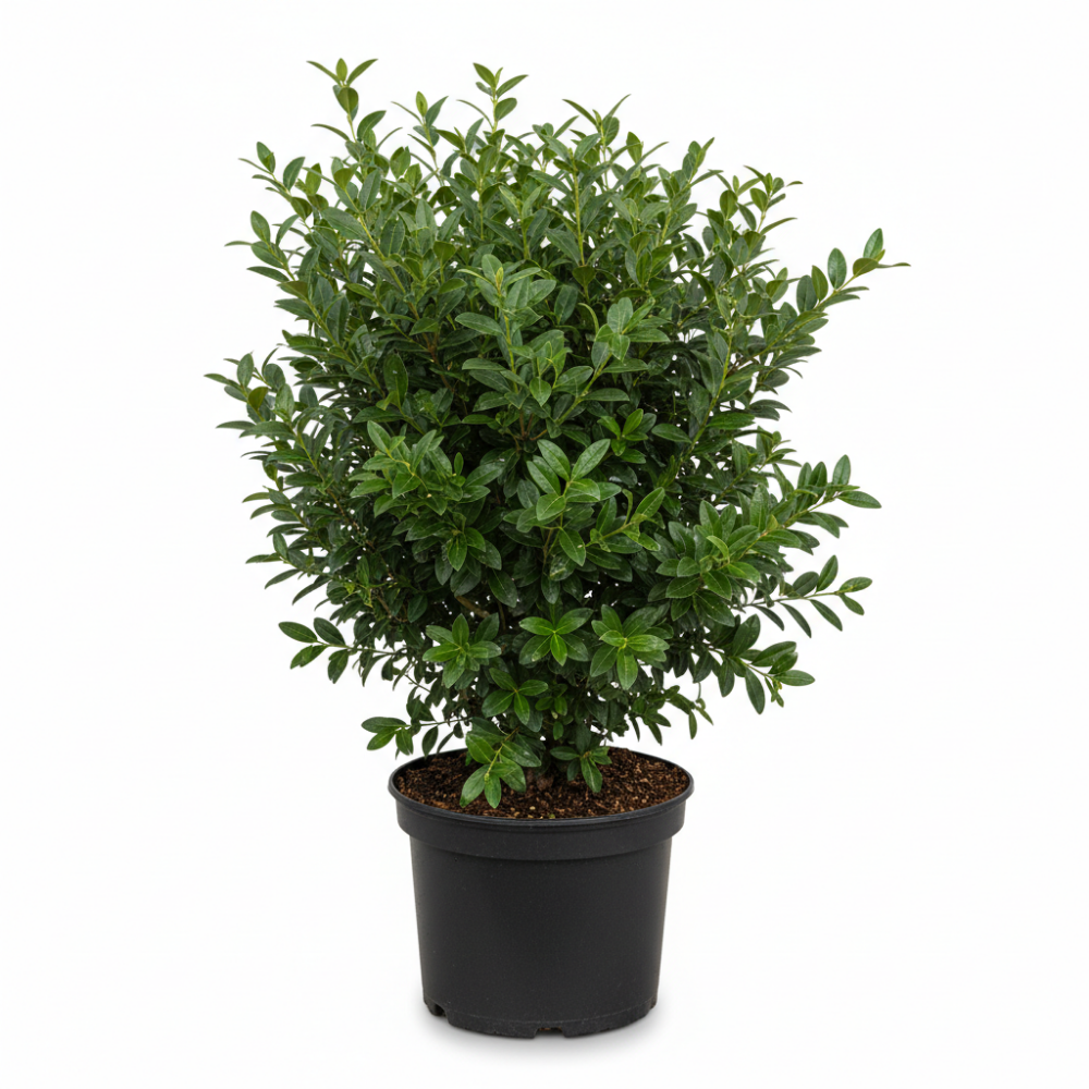 Ligustrum vulgare Atrovirens 2