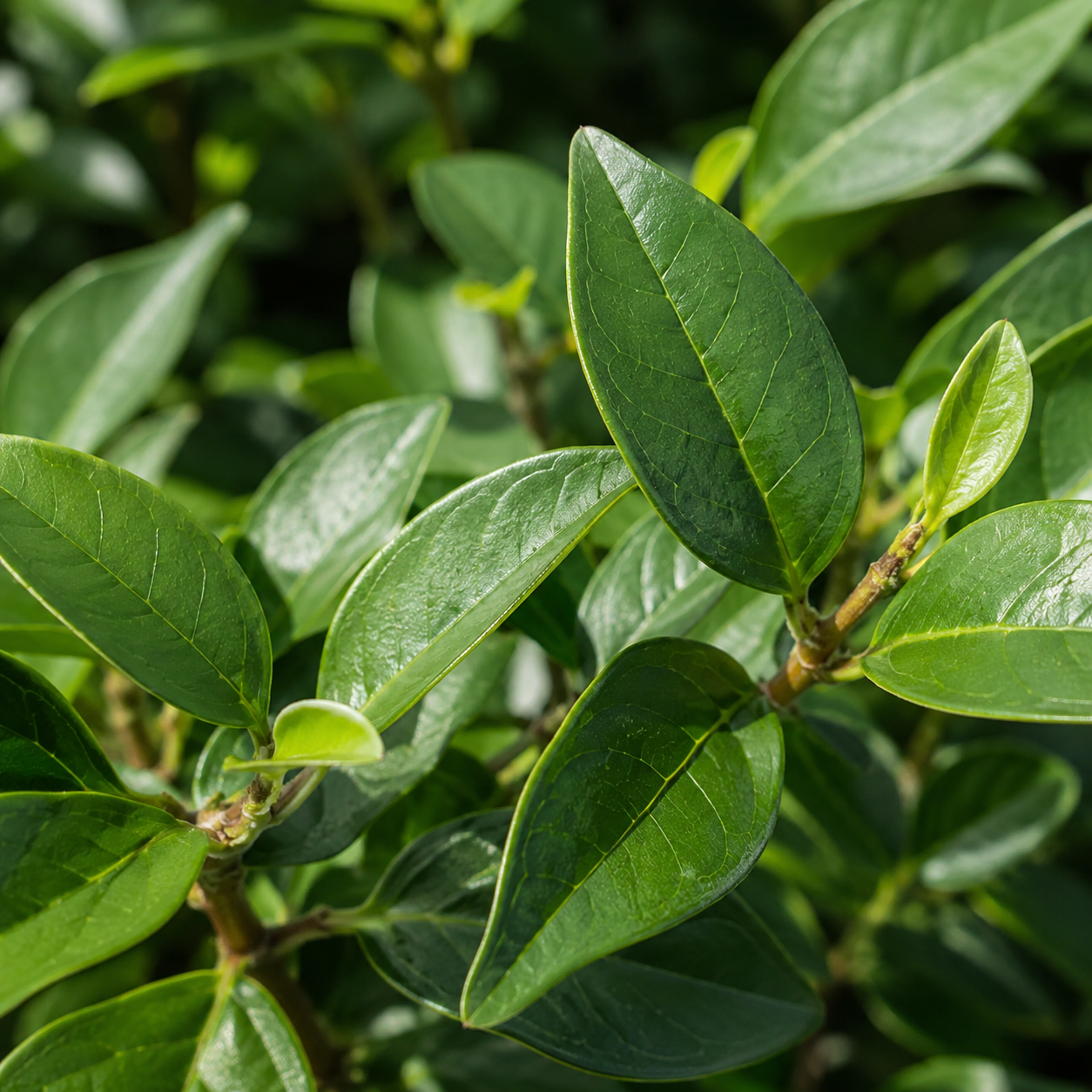 LigustrumovalifoliumBlaetter