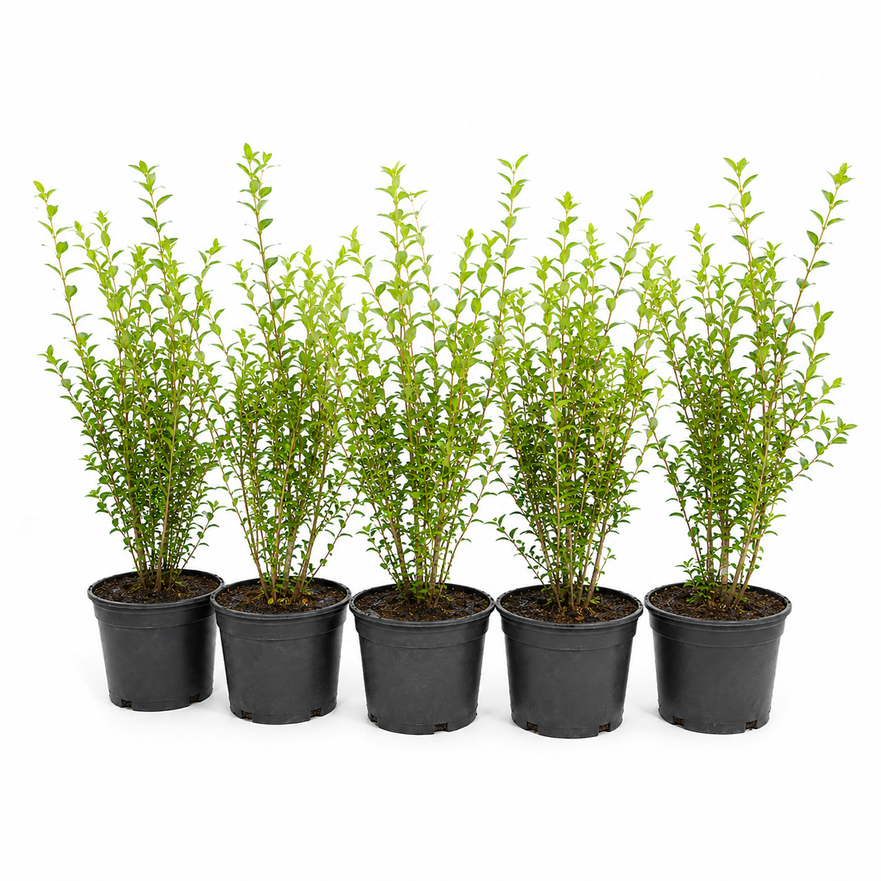 LigustrumovalifoliumHeckeGruppe