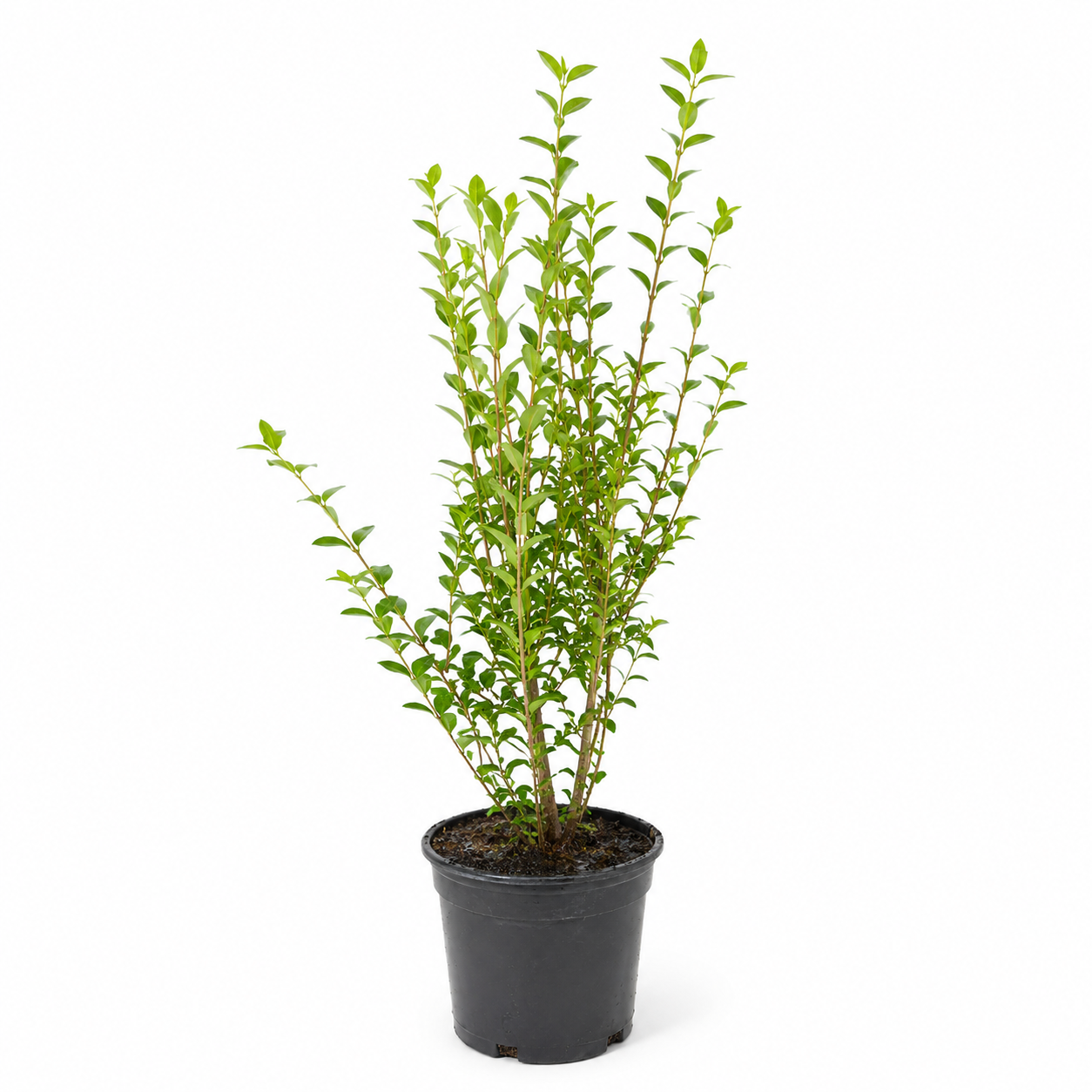 Ligustrumovalifoliumfreigestellt