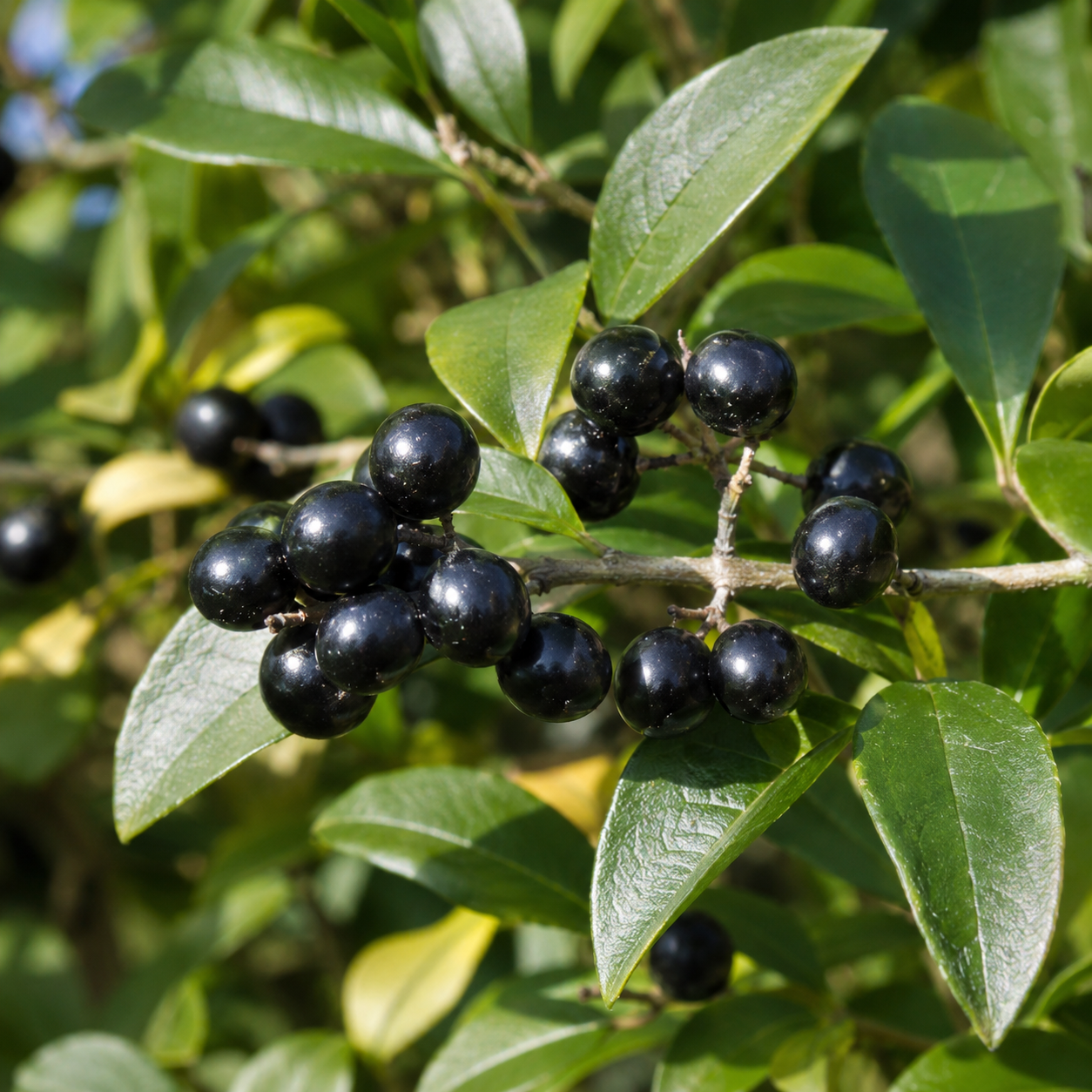 Ligustrumvulgare_Atrovirens_Frucht
