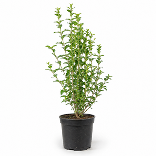 40-60 cm - 2 Liter Topf