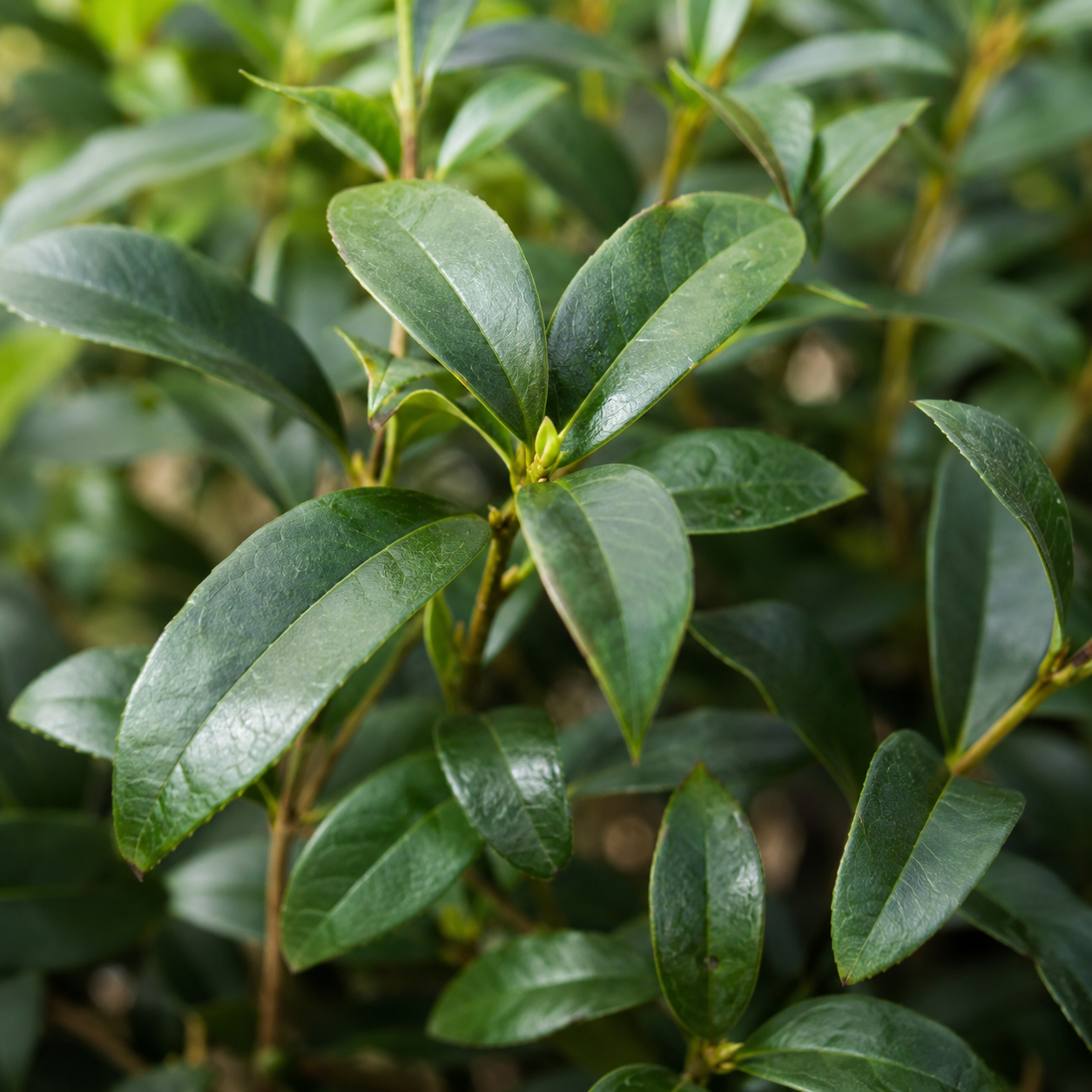 Osmanthus × burkwoodii Blätter