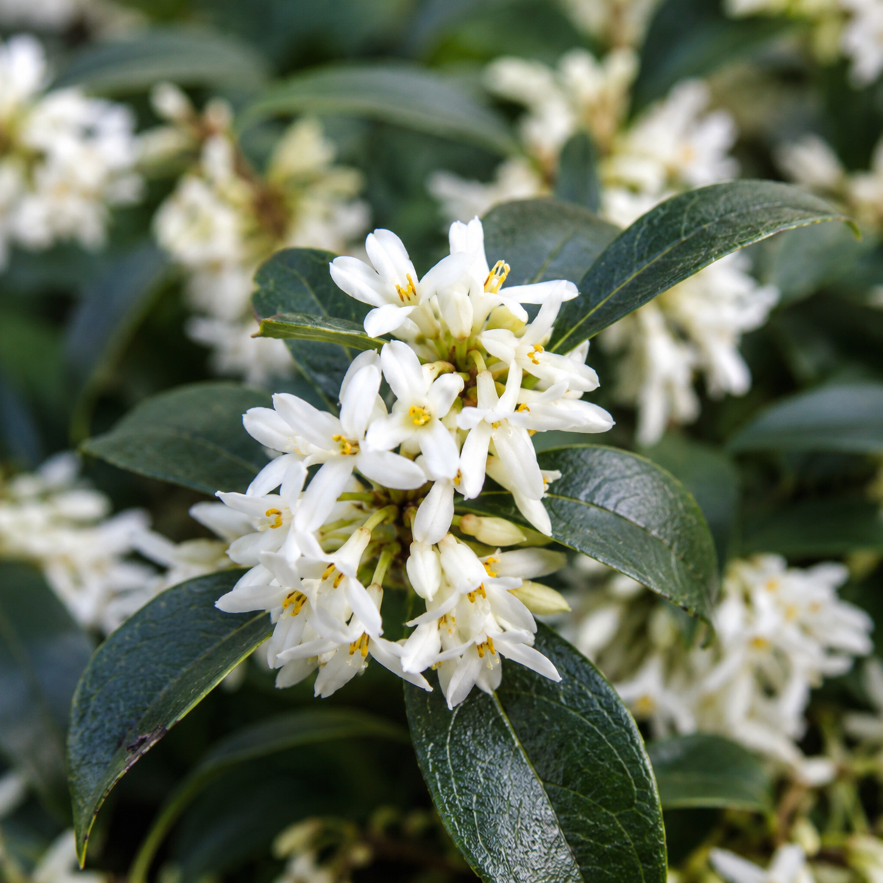 Osmanthus × burkwoodii Blüten