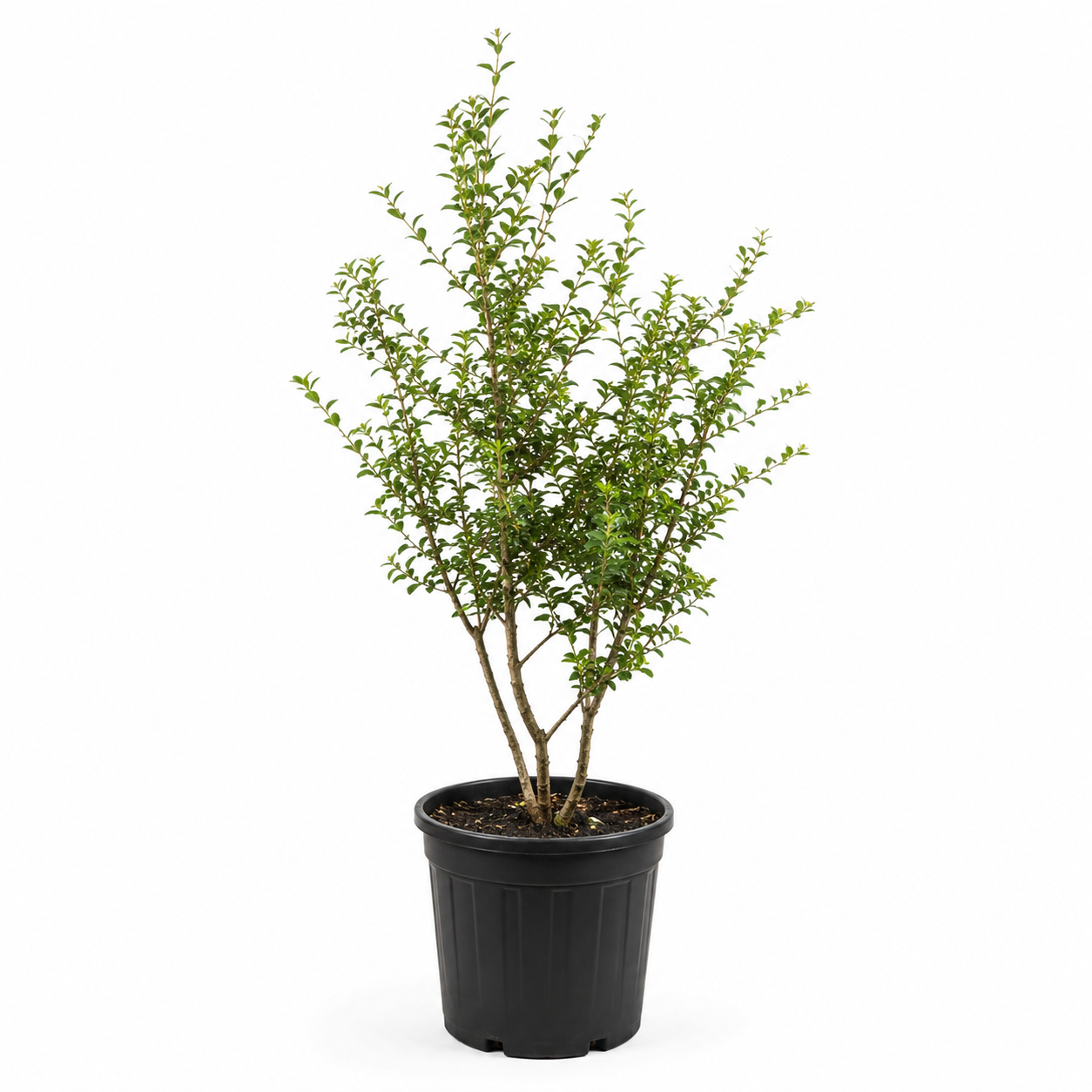 Osmanthus burkwoodii freigestellt