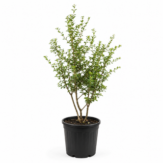 60-80 cm - 7,5 Liter Topf