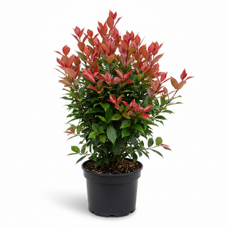 40-60 cm - 2 Liter Topf