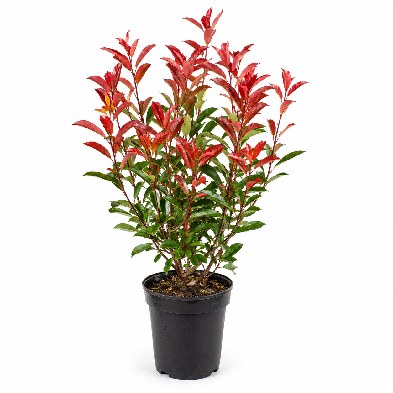Photiniafraseri_RedRobin_freigestellt