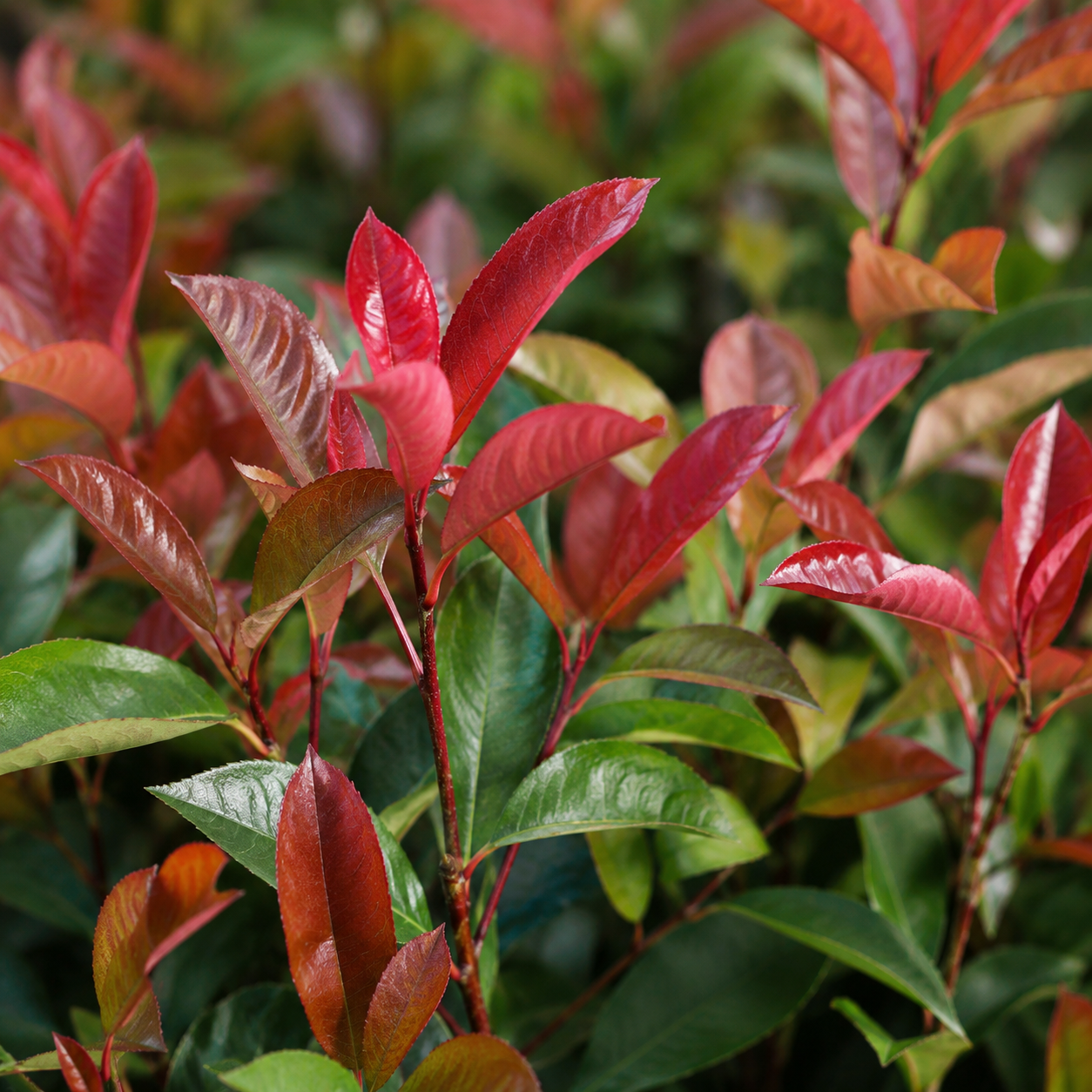 Photinia fraserii Compacta Blätter