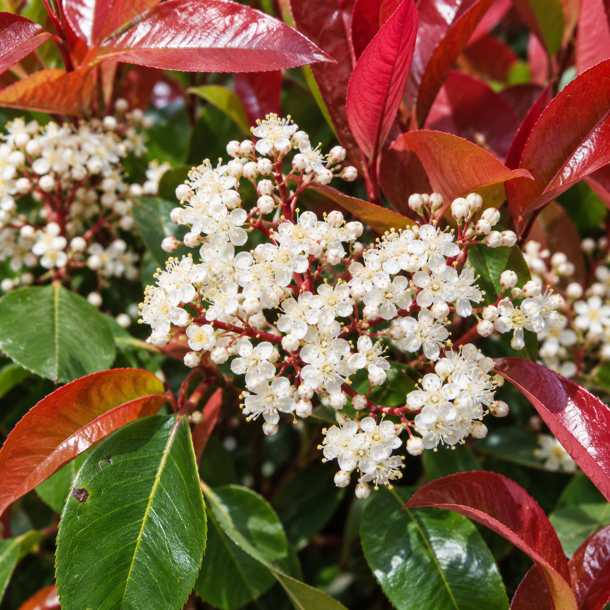 Photinia fraserii Compacta Blüten