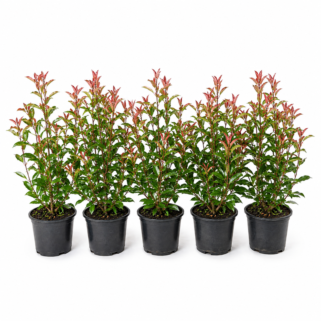 Photinia fraserii Compacta Gruppe