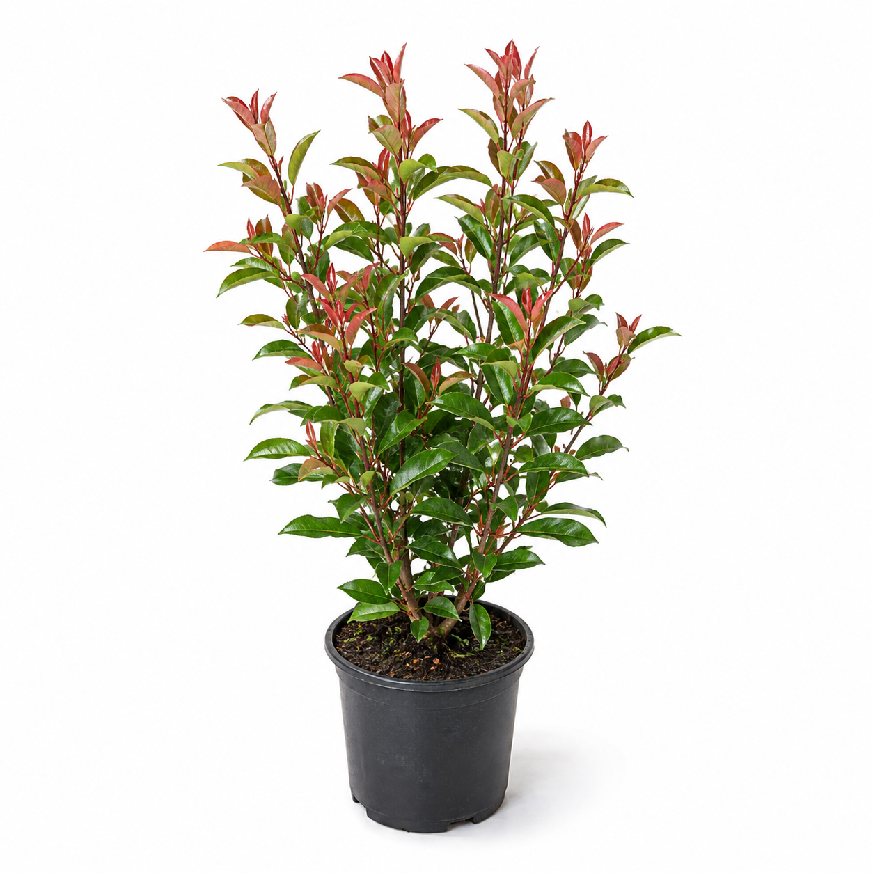 Photinia fraserii Compacta freigestellt